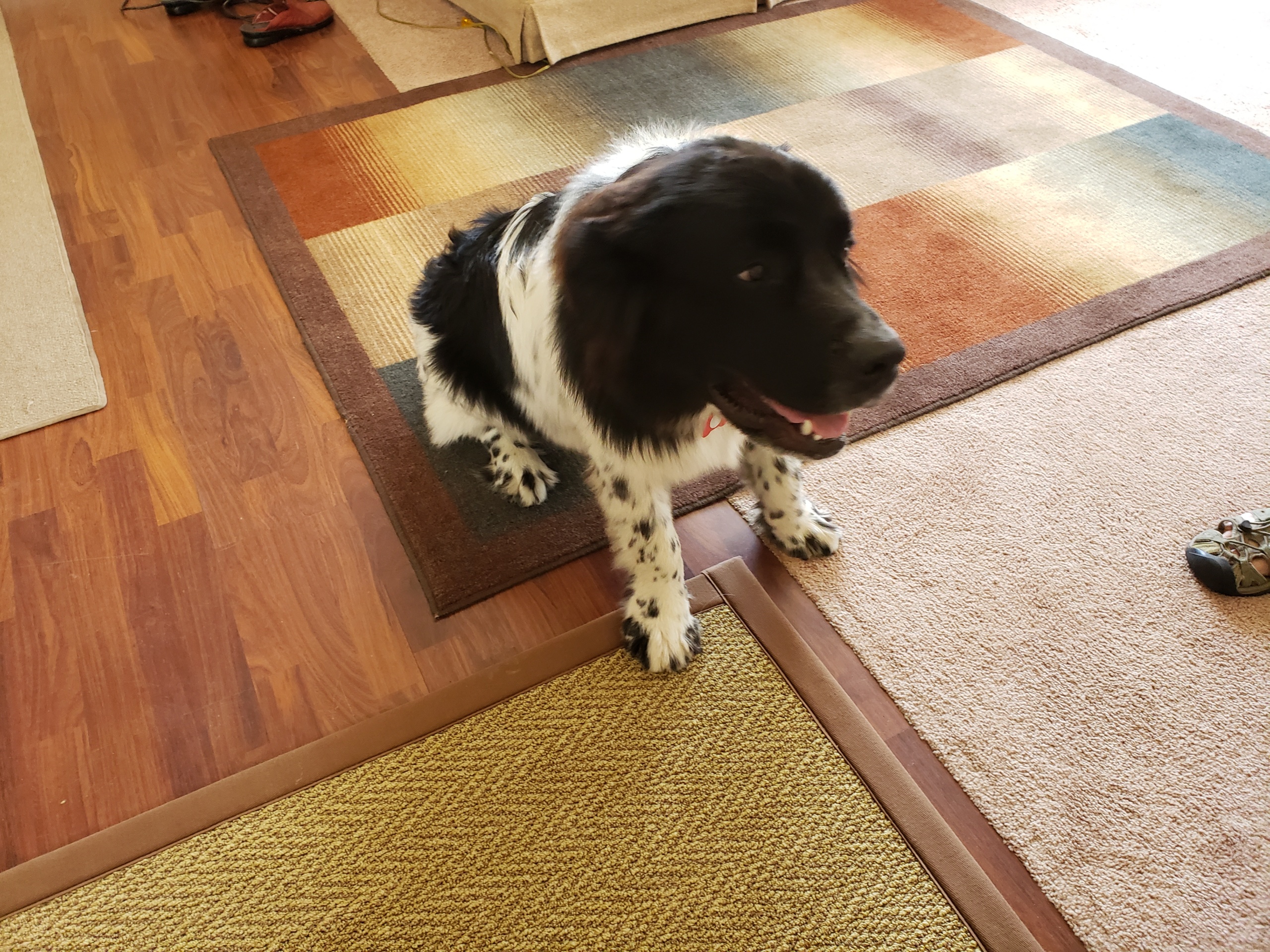 Repaired Pulls in Berber Carpeting in The Villas NJ Carpet Repair by Ken